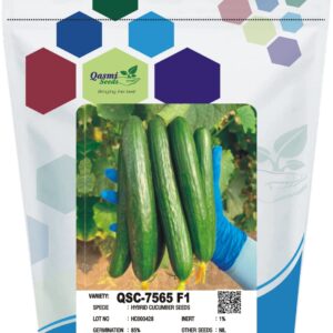 CUCUMBER QSC-7565 F1 (Parthenocarpic)