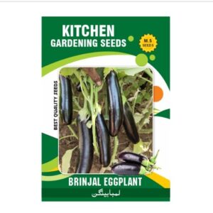 Brinjal Eggplant