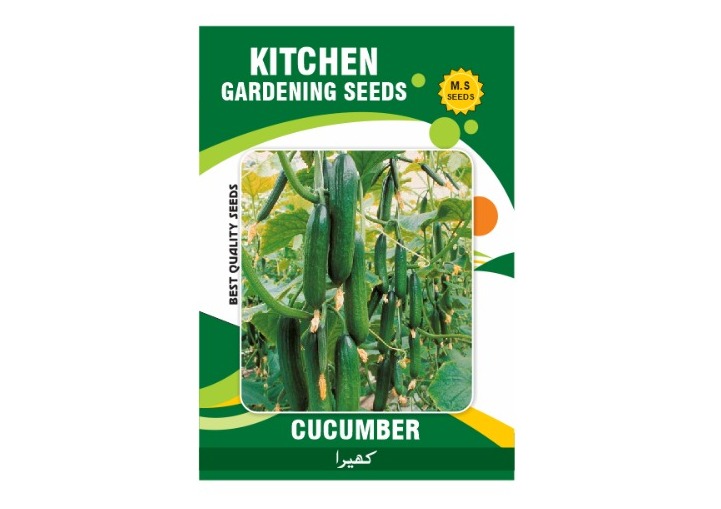 Cucumber