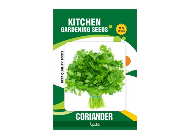 Coriander