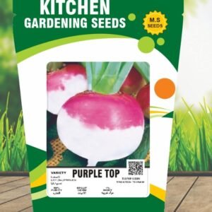 Turnip- Purple Top