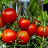 tomatoes_600x600_crop
